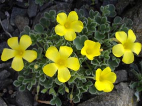 Oxalis purpurea 'ken Aslett'